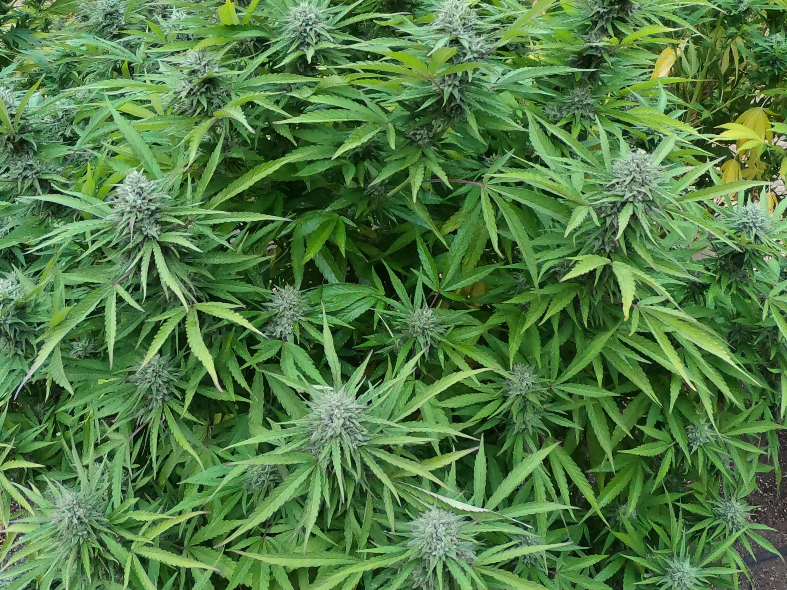 best thca flower