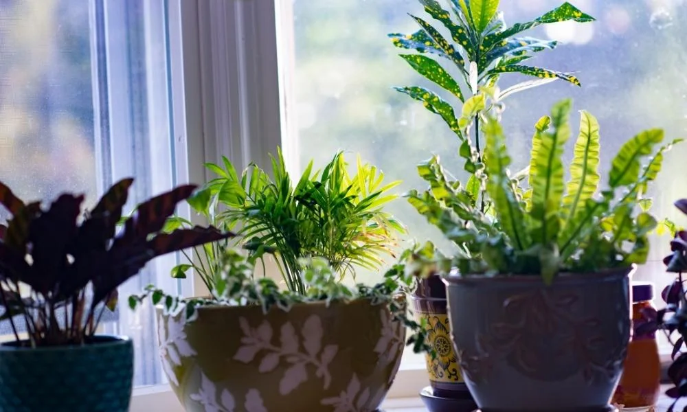 Weather-resistant pots, providing reliable solutions, for harsh Texas climate conditions